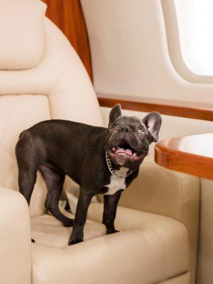 dog on plane
